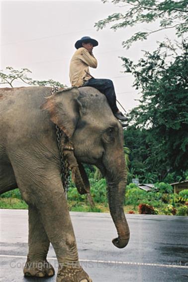 11 Thailand 2002 F1060033 Khao Lak Ausflug Khao Sok_478